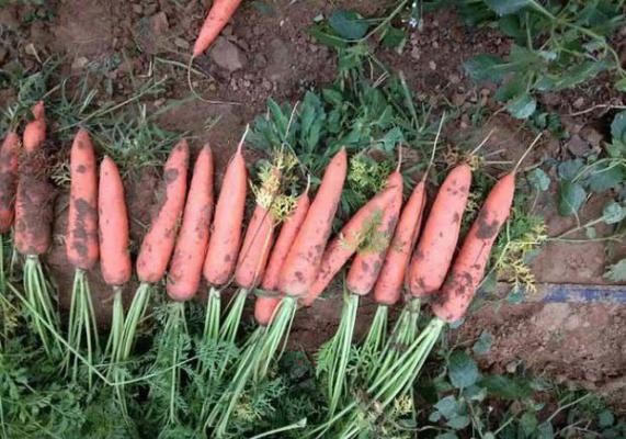 玄丽参胡萝卜品种介绍