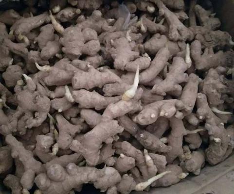 生姜种如何浸种消毒？自留姜种怎么样浸种？