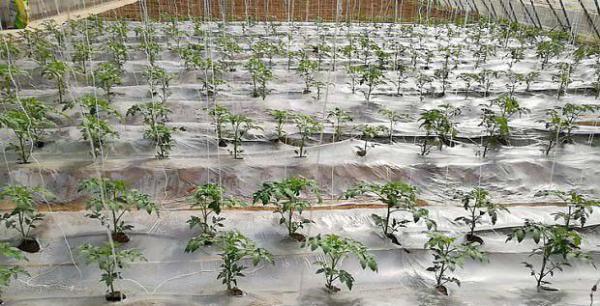 温室大棚内的番茄如何控旺？