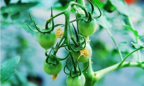 棚室西红柿人工授粉助高产