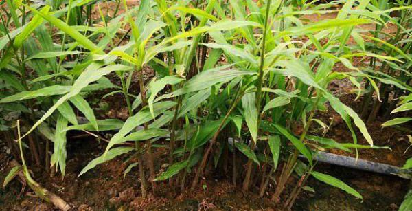 给大姜培土时能追肥吗？