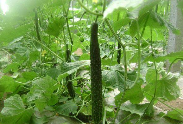 绿宝珠8号黄瓜品种好不好？