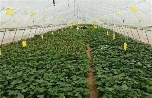 蔬菜蹲苗注意事项