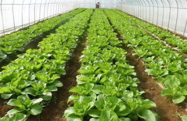 春季棚室管理注意事项