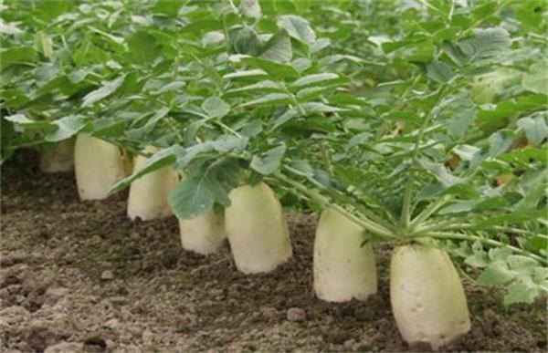春萝卜抽薹的预防措施