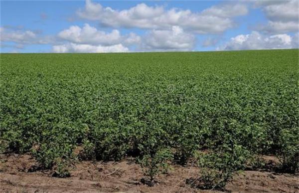 鹰嘴豆的田间管理