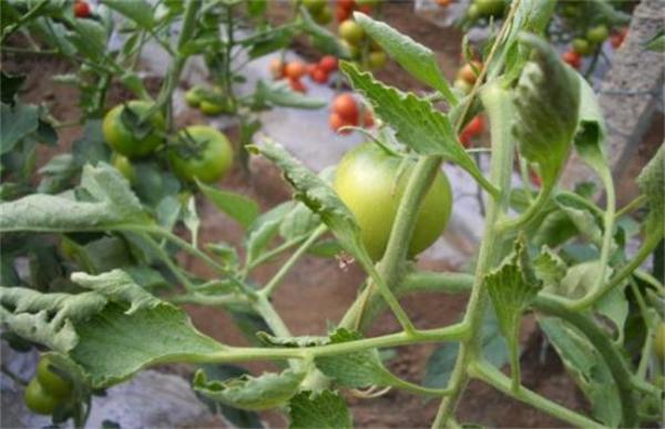 番茄叶片卷曲的原因