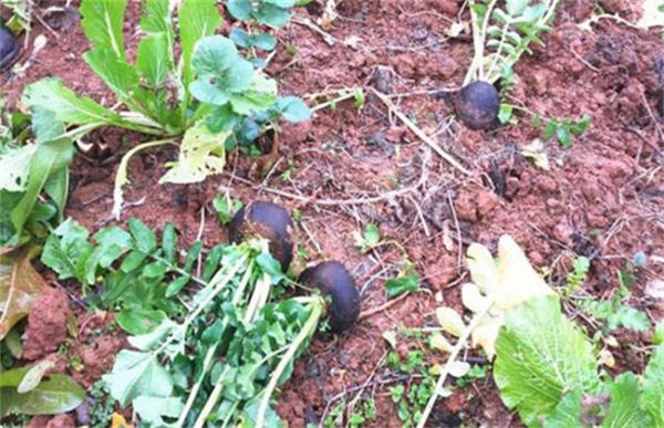 萝卜黑心黑皮的防治方法