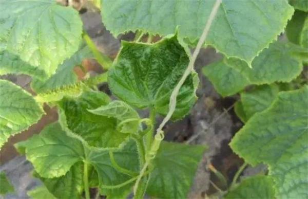 黄瓜缺素症状及防治