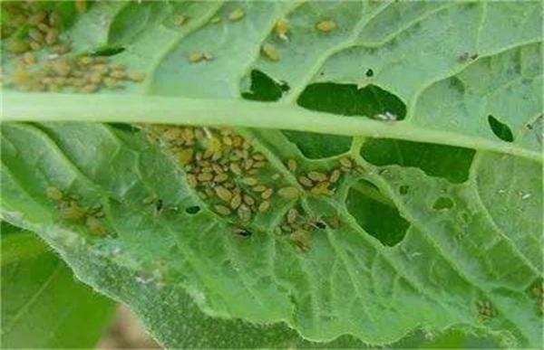 蔬菜蚜虫无公害防治技术