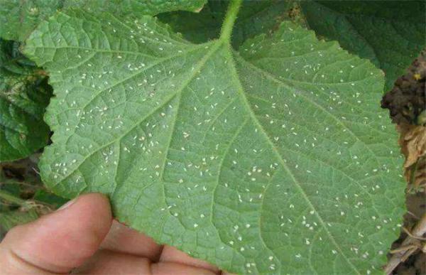 黄瓜白粉虱的防治方法