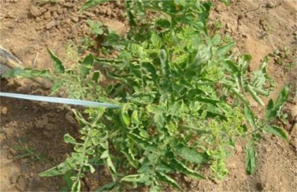 蔬菜激素中毒原因及缓解措施