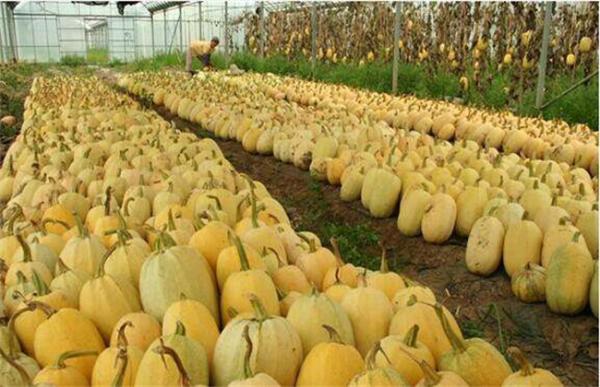 金丝瓜的田间管理技术