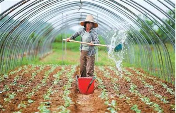 大棚蔬菜氨气中毒的预防措施