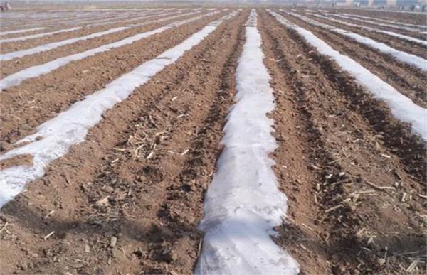 南瓜种植怎么覆膜