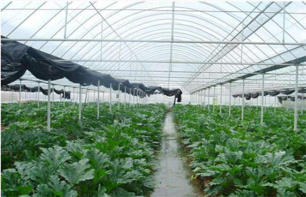 冬季大棚湿度大怎么办