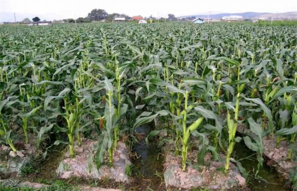 玉米贪青晚熟怎么办