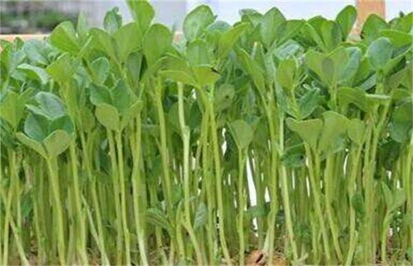 萝卜芽苗菜无土栽培