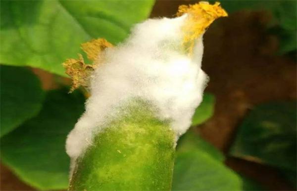 黄瓜长白毛是什么原因