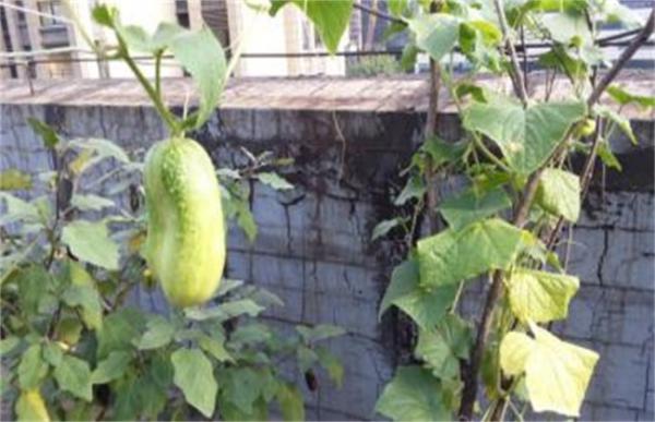 秋黄瓜产量低原因及防治方法