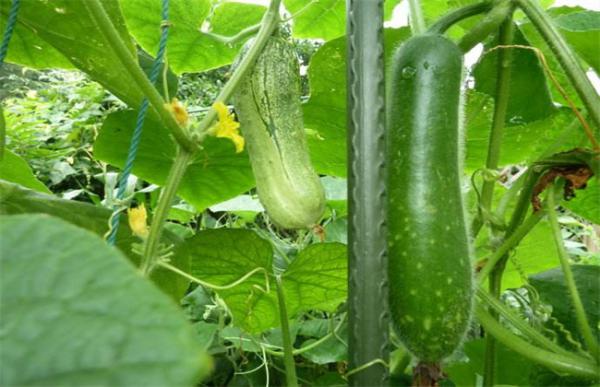 如何提高冬瓜坐果率