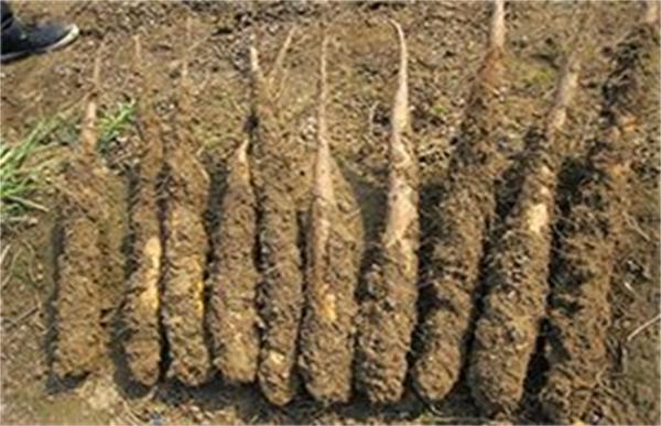 山药根腐病的防治措施