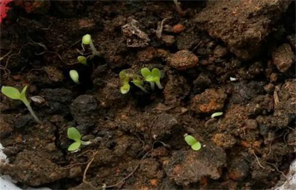 生菜怎么种植容易发芽？生菜浸种催芽技术