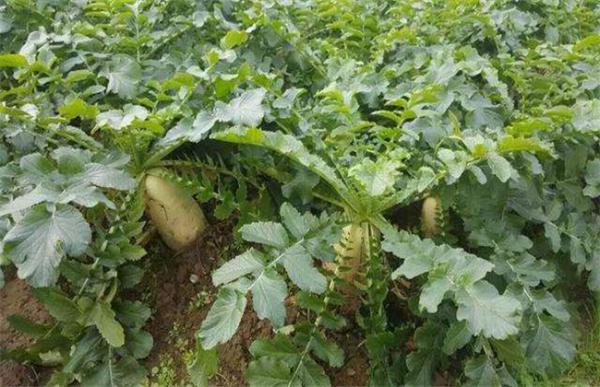 秋萝卜种植技术
