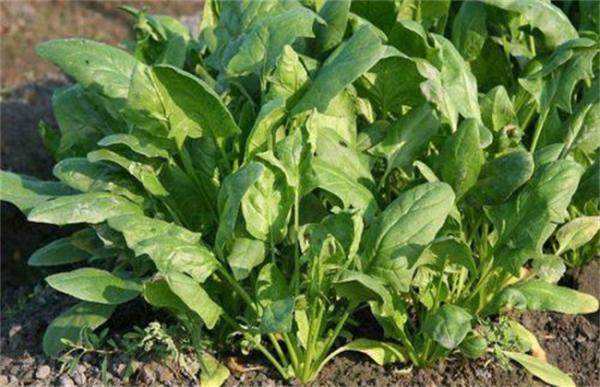 菠菜怎样种才高产