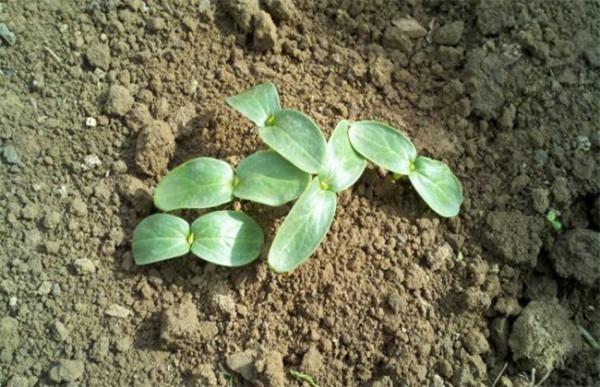 苦瓜苗期管理技术