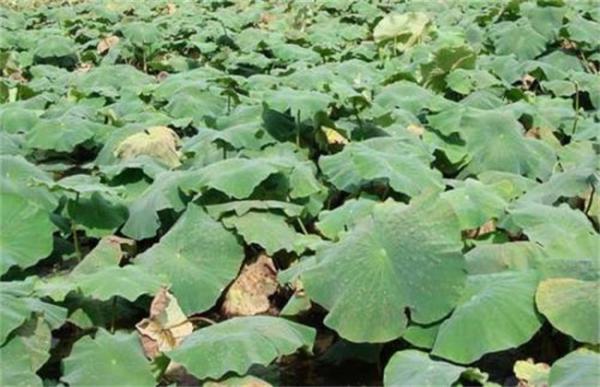 莲藕腐败病症状及防治方法