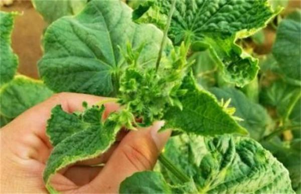 黄瓜瓜打顶原因及防治方法