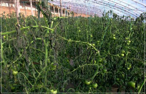 西红柿冻害怎么办