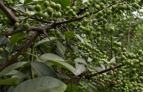 花椒的采收时间与方法