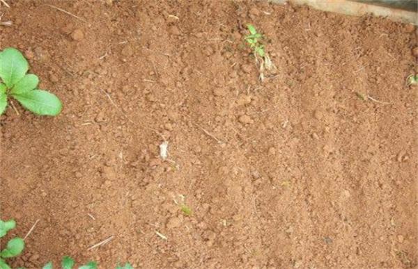 小香葱的种植方法