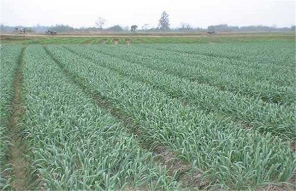 大蒜连作障碍发生原因及防治措施