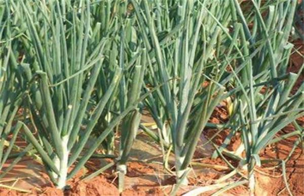 洋葱高产栽培技术