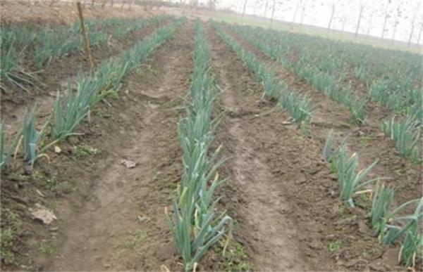 大葱死株原因及防治措施