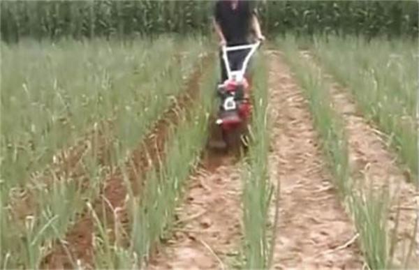 大葱田间管理技术