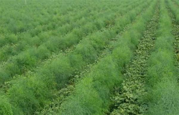 龙须菜的田间管理技术