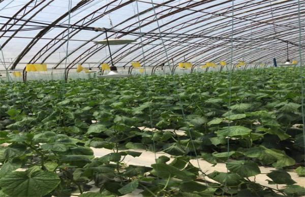 大棚黄瓜管理技术