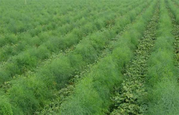 石刁柏种植技术介绍