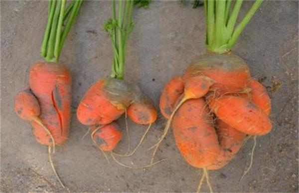 胡萝卜畸形的原因及防治方法