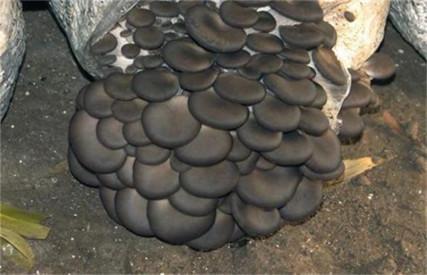 春季平菇管理要点