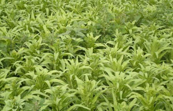 莴苣的育苗方法