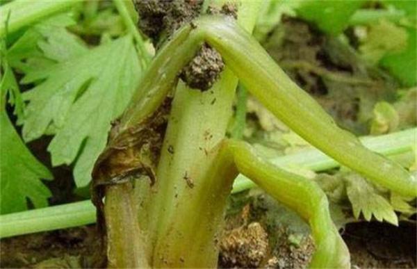 芹菜烧心的防治方法