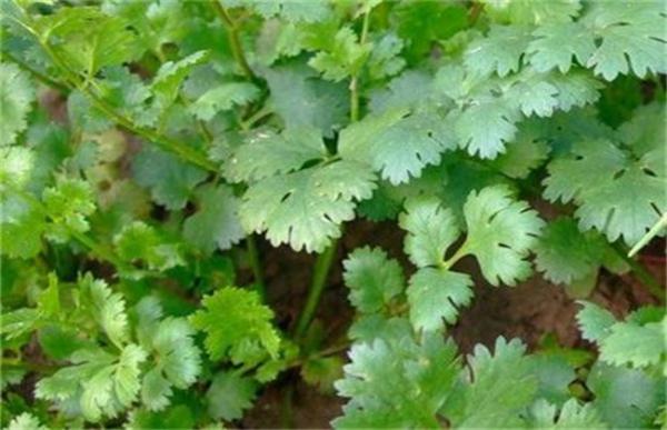 香菜叶片发白的原因及解决方法