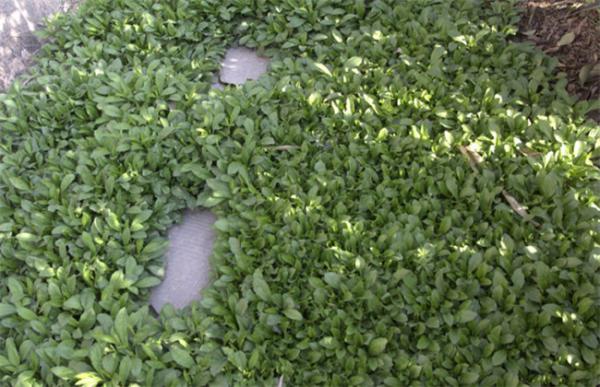 马兰种植需要注意的几点