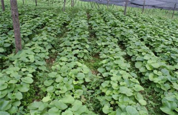 山葵的种植条件