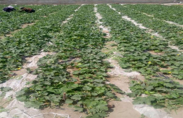 甜瓜不结瓜的原因